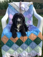 Manny-F1bb  standard, a male Goldendoodle for sale in Baltic, OH – 3 of 9