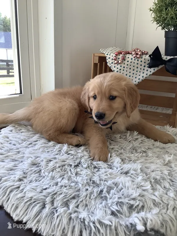 Chevy – Golden Retriever puppy for sale in Baltic, OH