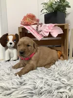 Linda, a female Golden Retriever for sale in Baltic, OH – 1 of 6