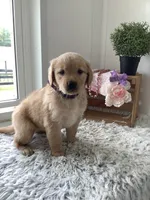 Cora, a female Golden Retriever for sale in Baltic, OH – 4 of 7