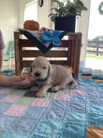 Tyler - F1b Goldendoodle , a male Golden Retriever for sale in Baltic, OH – 2 of 8
