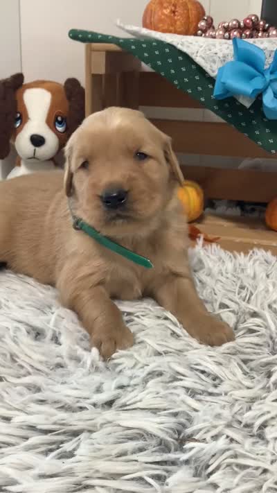 Kobe, a male Golden Retriever for sale in Baltic, OH – 6 of 8