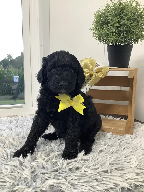 F1bb Goldendoodle - Macho – Goldendoodle puppy for sale in Baltic, OH