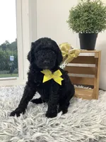 Macho- F1bb standard , a male Goldendoodle for sale in Baltic, OH – 1 of 7