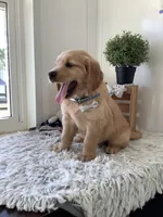 Wyatt, a male Golden Retriever for sale in Baltic, OH – 7 of 10