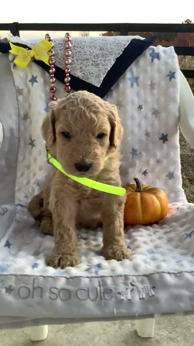 Zeke F1b Goldendoodle , a male Golden Retriever for sale in Baltic, OH – 7 of 8