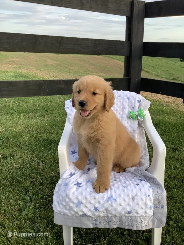 Lucy  – Golden Retriever puppy for sale in Baltic, OH