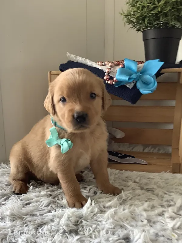 Rocky – Golden Retriever puppy for sale in Baltic, OH