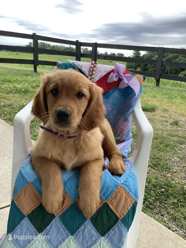 Pumpkin  – Golden Retriever puppy for sale in Baltic, OH