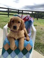 Pumpkin , a female Golden Retriever for sale in Baltic, OH – 1 of 10