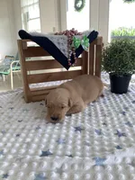 Chase , a male Golden Retriever for sale in Baltic, OH – 4 of 7