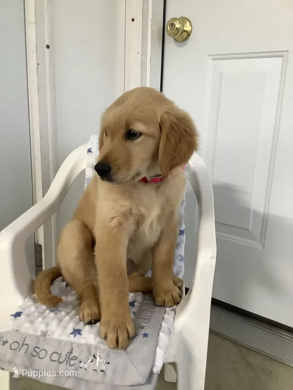 Connie – Golden Retriever puppy for sale in Baltic, OH