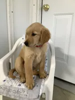 Connie, a female Golden Retriever for sale in Baltic, OH – 1 of 9