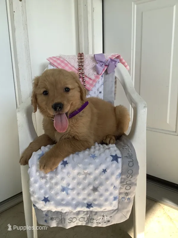Sally – Golden Retriever puppy for sale in Baltic, OH