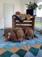 Manny F1b Goldendoodle , a male Goldendoodle for sale in Baltic, OH – 8 of 9