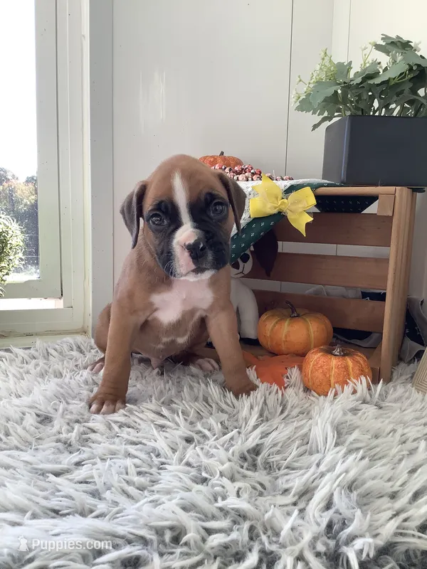 Fido  – Boxer puppy for sale in Baltic, OH