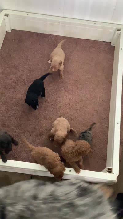 F1bb Goldendoodle - Manny , a male Goldendoodle for sale in Baltic, OH – 5 of 8