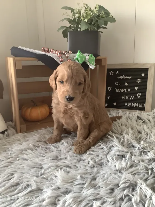 Simon F1b Goldendoodle  – Goldendoodle puppy for sale in Baltic, OH
