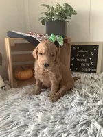 Simon F1b Goldendoodle , a male Goldendoodle for sale in Baltic, OH – 1 of 7