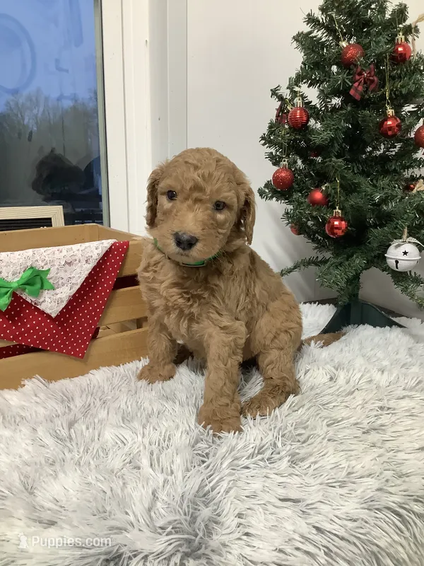 Peanut-F1bb Standard