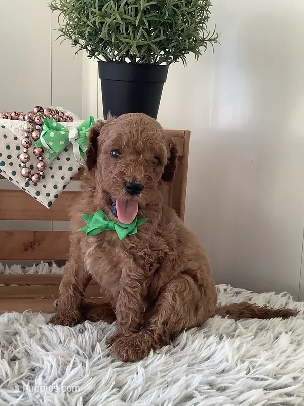 Fido-F1bb Goldendoodle  – Goldendoodle puppy for sale in Baltic, OH
