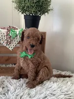 Fido-F1bb Goldendoodle , a male Goldendoodle for sale in Baltic, OH – 1 of 7
