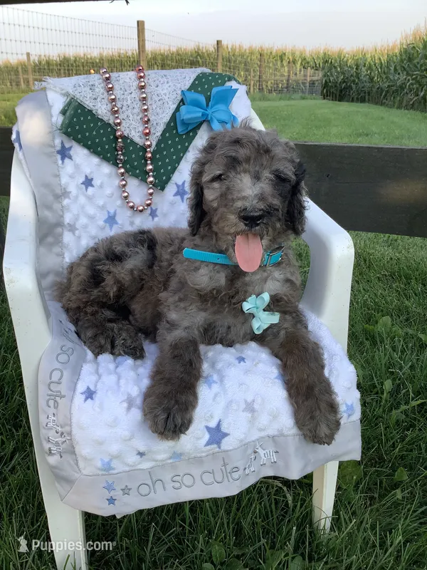 Manny-F1bb  standard – Goldendoodle puppy for sale in Baltic, OH