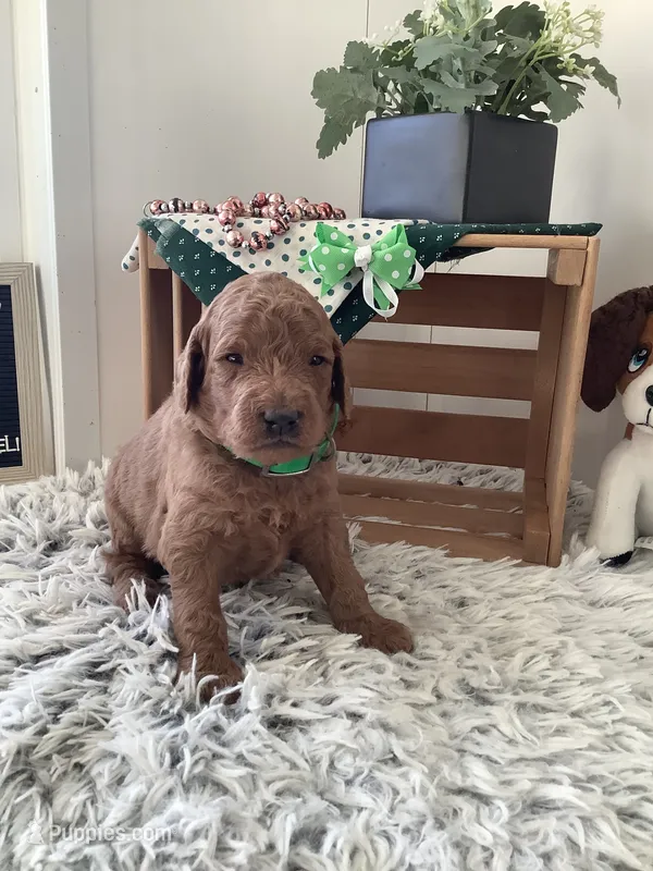 Rascal - F1b  – Goldendoodle puppy for sale in Baltic, OH
