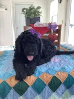 Sheila  - F1bb Standard, a female Goldendoodle for sale in Baltic, OH – Photo 5 of 7