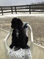 Fido - F1bb Standard, a male Goldendoodle for sale in Baltic, OH – Photo 7 of 9