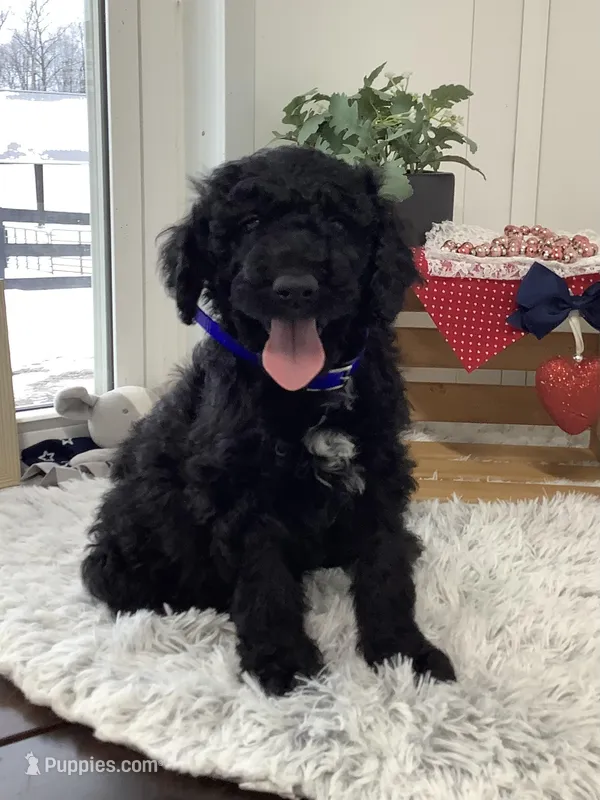 Fido - F1bb Standard