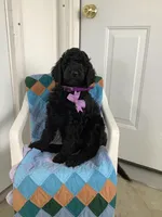 Sheila  - F1bb Standard, a female Goldendoodle for sale in Baltic, OH – Photo 2 of 7