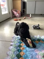 Sheila  - F1bb Standard, a female Goldendoodle for sale in Baltic, OH – Photo 4 of 7