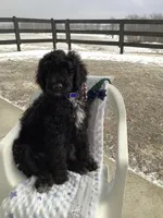 Fido - F1bb Standard, a male Goldendoodle for sale in Baltic, OH – Photo 1 of 9