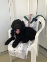 Fido - F1bb Standard, a male Goldendoodle for sale in Baltic, OH – Photo 2 of 9