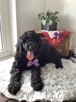 Sheila  - F1bb Standard, a female Goldendoodle for sale in Baltic, OH – Photo 3 of 7