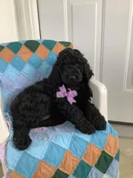 Sheila  - F1bb Standard, a female Goldendoodle for sale in Baltic, OH – Photo 1 of 7