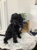 Fido - F1bb Standard, a male Goldendoodle for sale in Baltic, OH – Photo 4 of 9