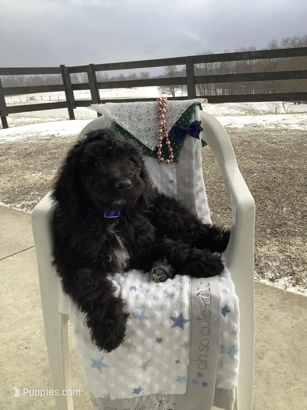 Fido - F1bb Standard