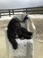 Fido - F1bb Standard, a male Goldendoodle for sale in Baltic, OH – Photo 3 of 9