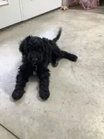 Fido - F1bb Standard, a male Goldendoodle for sale in Baltic, OH – Photo 5 of 9