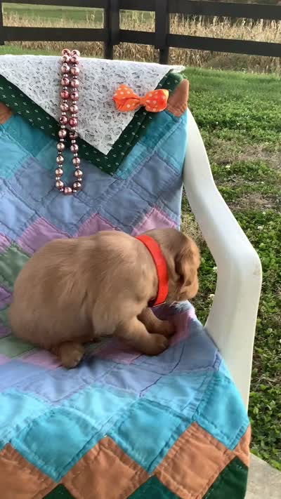 Kyle, a male Golden Retriever for sale in Baltic, OH – 6 of 8