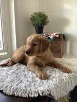 Bingo, a male Golden Retriever for sale in Baltic, OH – 6 of 9