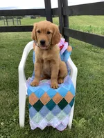 Pumpkin , a female Golden Retriever for sale in Baltic, OH – 5 of 10