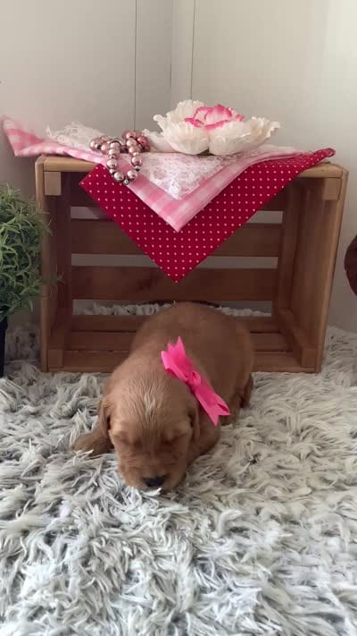Cindy, a female Golden Retriever for sale in Baltic, OH – 3 of 5