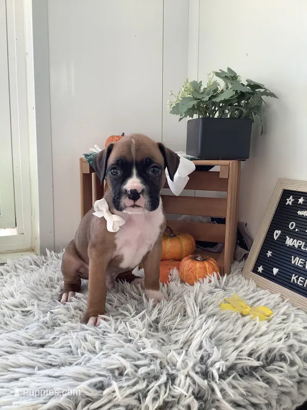 Leo – Boxer puppy for sale in Baltic, OH