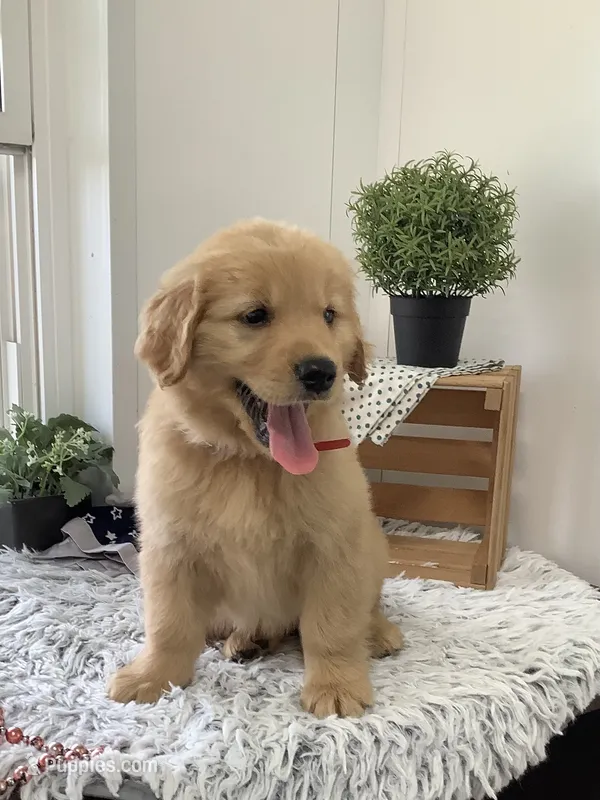 Lila – Golden Retriever puppy for sale in Baltic, OH