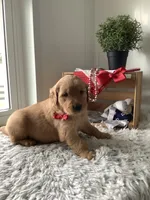 Cassandra , a male Golden Retriever for sale in Baltic, OH – 2 of 6