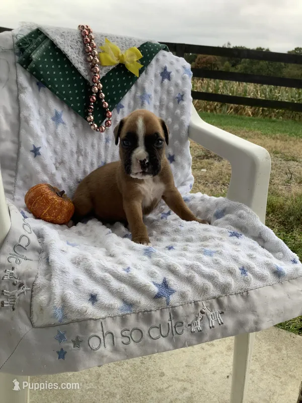 Fido  – Boxer puppy for sale in Baltic, OH