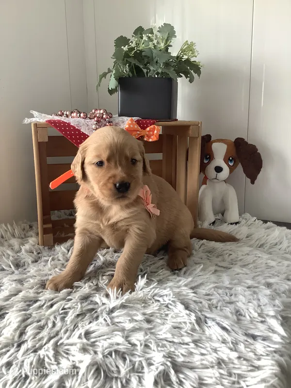 Sherry – Golden Retriever puppy for sale in Baltic, OH